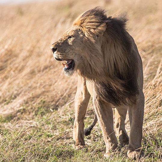 Lion in Kruger Park, South Africa.