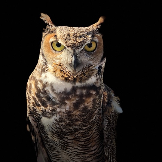 An owl on a black background